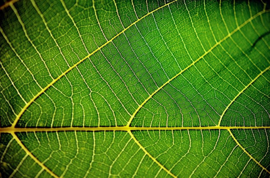 Chlorophyll from plants has many health benefits