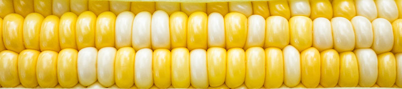 corn is sweet and healthy when eaten whole