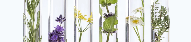 plant-extracts plant-extracts