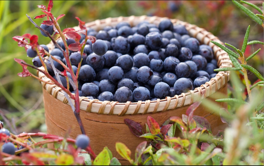 A basket full of bilberries - a superfood rich in anthocyanins