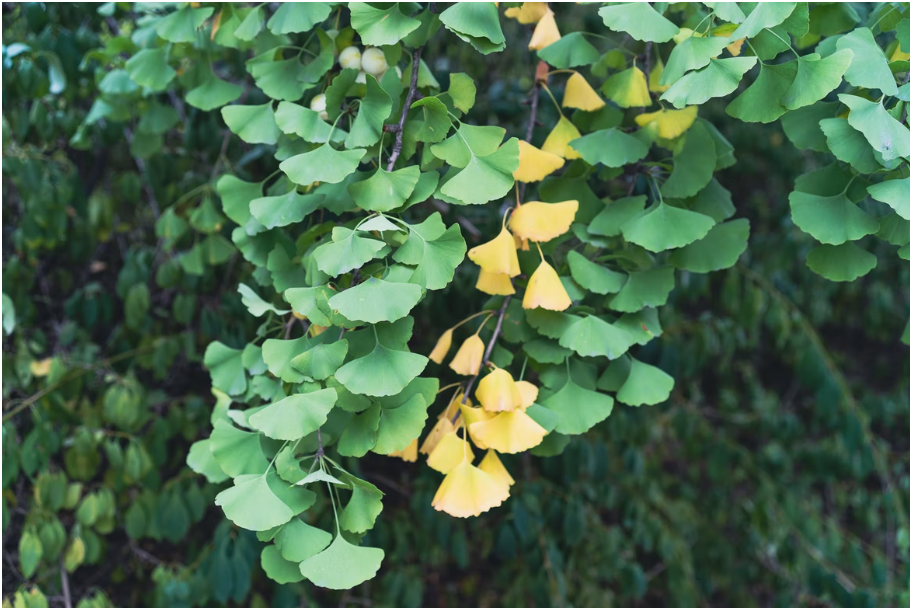 The leaves of ginkgo tree - a known remedy for ADHD