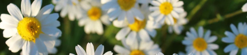 chamomile tea is a powerful remedy for anxiety