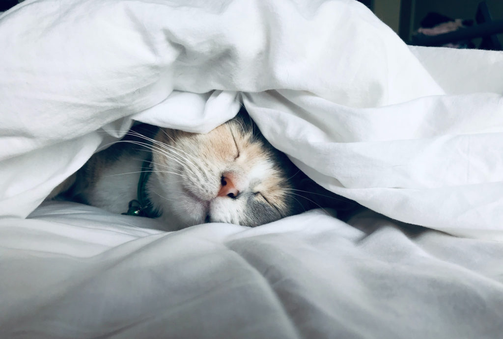 Sleep boosts immunity
