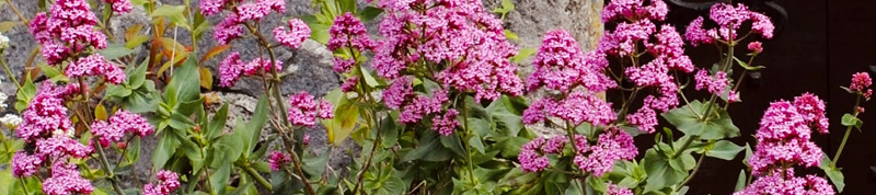 valerian has a lovely flower - but the calming natural supplement is extracted from the root