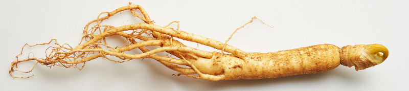 ginseng-panax ginseng root has many health benefits including skin health and adhd relief