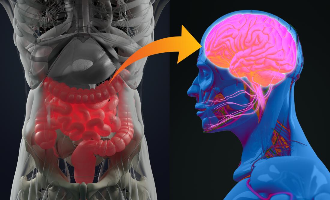 Enteric Nervous System – Here’s What Your Gut’s Saying