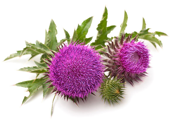 milk thistle extract is a popular supplement for liver health