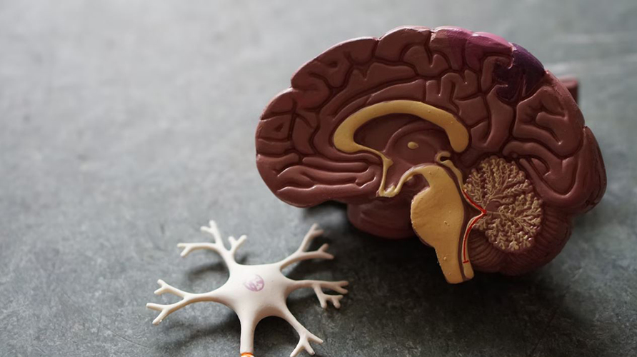 The Enteric nervous system helps your gut communicate with your brain
