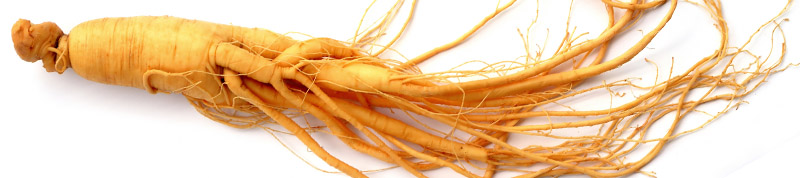 the root of the panax ginseng plant is a well known folk medicine