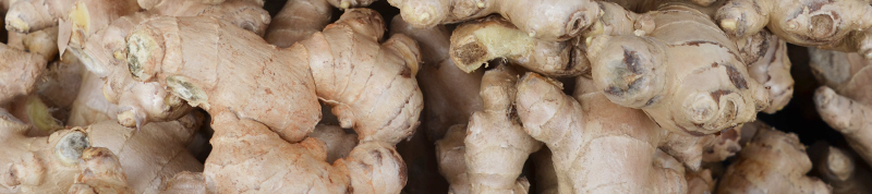 eating raw ginger is good as it's rich in vitamins c and b, iron, phosphorus, and phytochemicals gingerol and shogaol