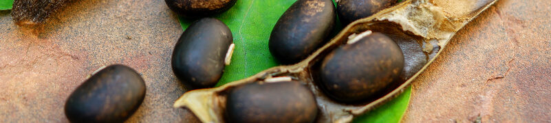 velvet bean, or mucuna pruriens is a rich source of l-dopa which helps regulate mood as natural dopamine supplements