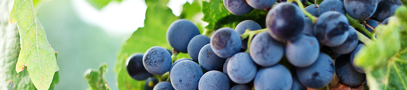 resveratrol in grapes anti inflammatory effects